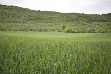 Buğday tarlası, yeşil buğday kulakları...