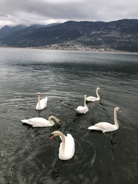 Some beautiful white swans in the calm waters of the lake.