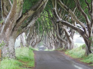 Dark Hedges, İrlanda. Yol boyunca Beech Bulvarı, Game of Thrones serisiyle ünlüdür..