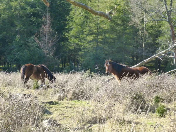 Zone Humide Saldropo Est Située Dans Parc Naturel Gorbeia Espagne — Photo