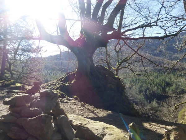 Zone Humide Saldropo Est Située Dans Parc Naturel Gorbeia Espagne — Photo