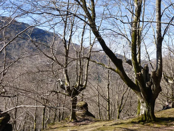 Zone Humide Saldropo Est Située Dans Parc Naturel Gorbeia Espagne — Photo
