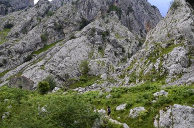 İspanya, Picos de Europa 'nın ortasındaki Bulnes' e giden yol..