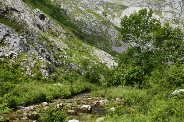 İspanya, Picos de Europa 'nın ortasındaki Bulnes' e giden yol..