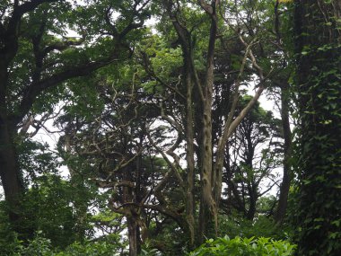 Sintra şehri ve onun tuhaf ve güzel sarayı. Portekiz.