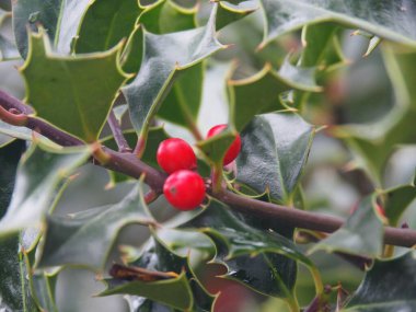 Salazar Vadisi 'ndeki Ochagavia Navarrese belediyesi. İspanya.