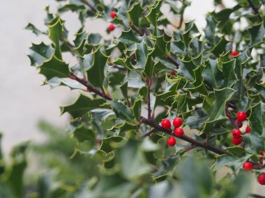 Salazar Vadisi 'ndeki Ochagavia Navarrese belediyesi. İspanya.