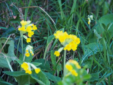 Gorliz deniz fenerine doğru, sahilden ve güzel uçurumların arasından. İspanya.