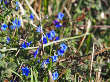 Gorliz deniz fenerine doğru, sahilden ve güzel uçurumların arasından. İspanya.