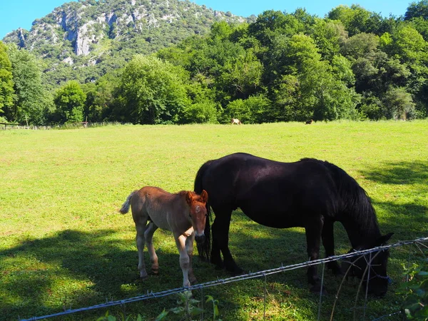 Senda Del Oso Zielona Droga Asturii Hiszpania — Zdjęcie stockowe