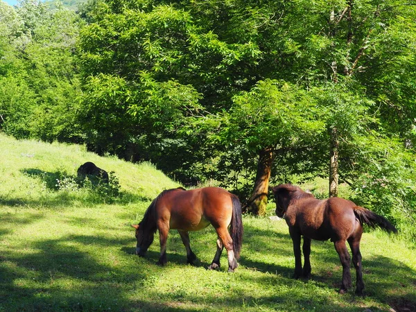 Senda Del Oso Greenway Asturias Spain — Foto de Stock