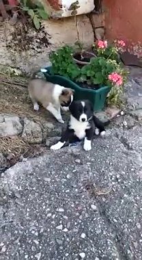 Yavru köpekler annelerinin önünde oynuyorlar..