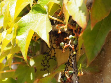 Olite ve kraliyet sarayı, Navarra krallarının sarayı. İspanya.