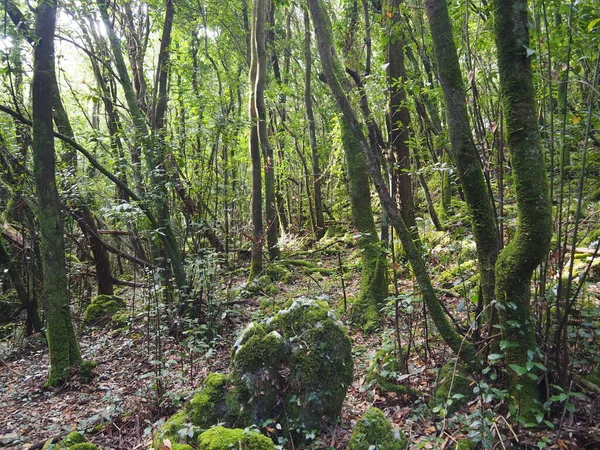 Rutt Fyren Hästen Santoa Spanien — Stockfoto