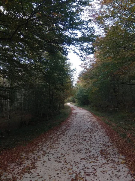 Nervion şelalesi İspanya 'nın en yüksek şelalesidir..