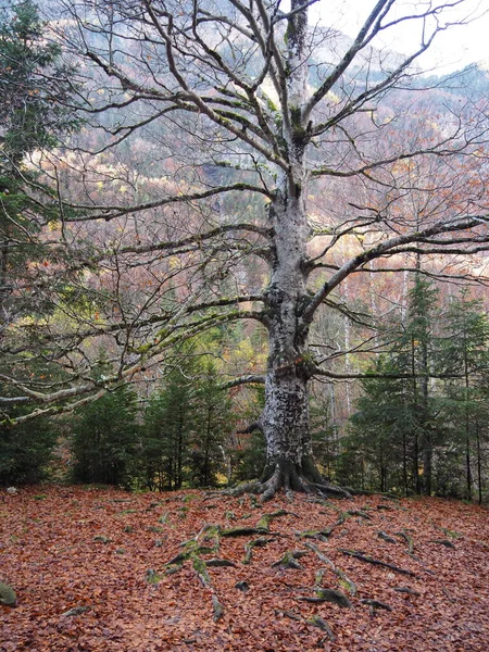 Route Cola Caballo Ordesa Natural Park Spain — 스톡 사진