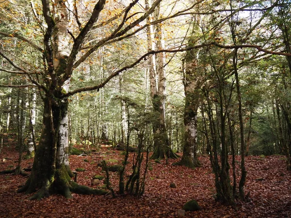 Route Cola Caballo Ordesa Natural Park Spain — Stockfoto