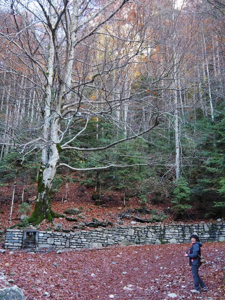 Route Naar Cola Caballo Het Natuurpark Ordesa Spanje — Stockfoto