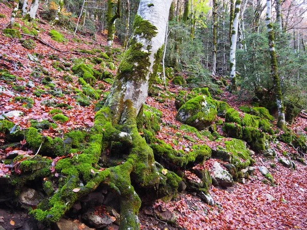 Hiking Route Ordesa Natural Park Huesca Spain — Fotografia de Stock