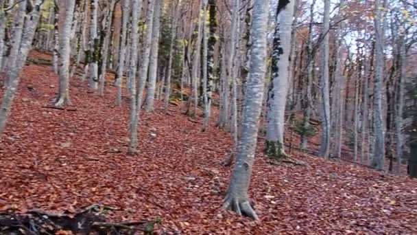 Hiking Route Ordesa Natural Park Huesca Spain — Stockvideo