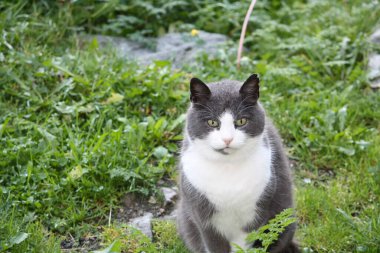 Dirdal, Norveç 'te fiyort kıyılarında bir kasaba..