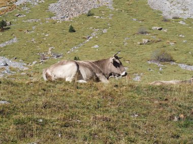 Ordesa, Cola de Caballo vadisinde, sonbaharın ortasında. Huesca, İspanya.