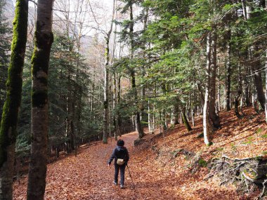 Ordesa, sonbaharın ortasında, Huesca 'daki kayın ormanlarının arasında. İspanya.