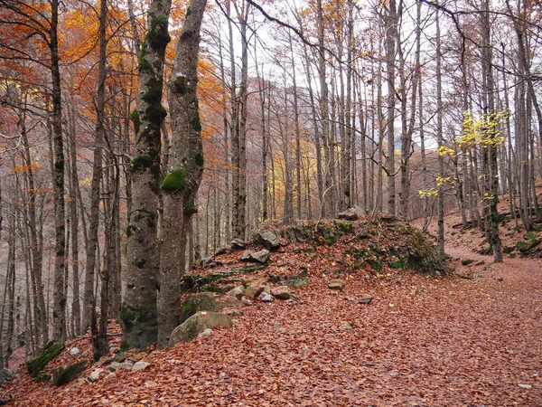 Ordesa Its Beech Forests Middle Autumn Huesca Spain — 스톡 사진