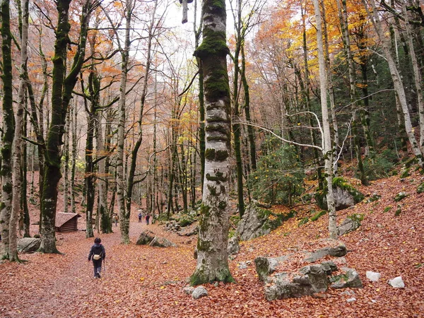 Ordesa Its Buech Forests Middle Осень Huesca Испания — стоковое фото