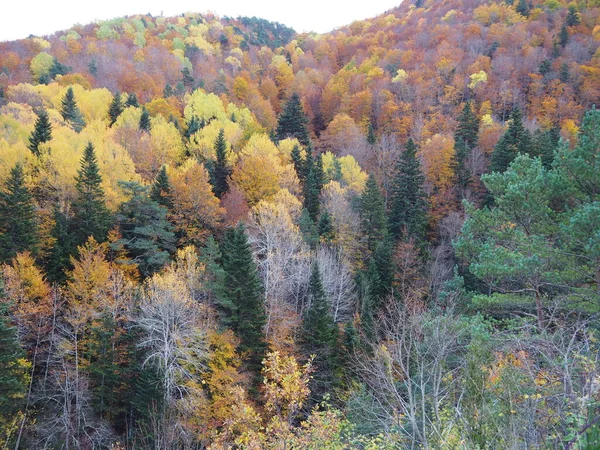 Autumn Mountains Huesca Ordesa Spain — Stok fotoğraf