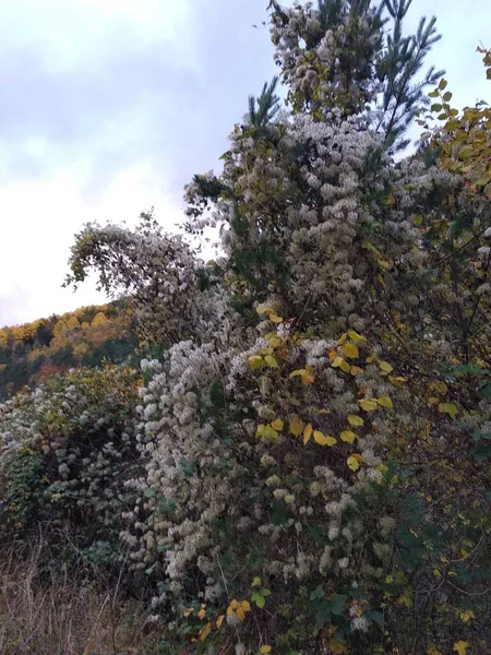 Autumn Mountains Huesca Ordesa Spain — Stok fotoğraf