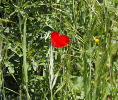 Consuegra, İspanya 'nın yel değirmenleriyle ünlü kasabası..