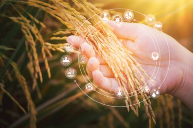 Çeltik pirinç tarlasında pirince dokunan kadın eli ve akıllı tarım ikonları teknolojisi. İnovasyon Tarım Teknolojisi, Modern tarım, Akıllı tarım sistemi kavramı.