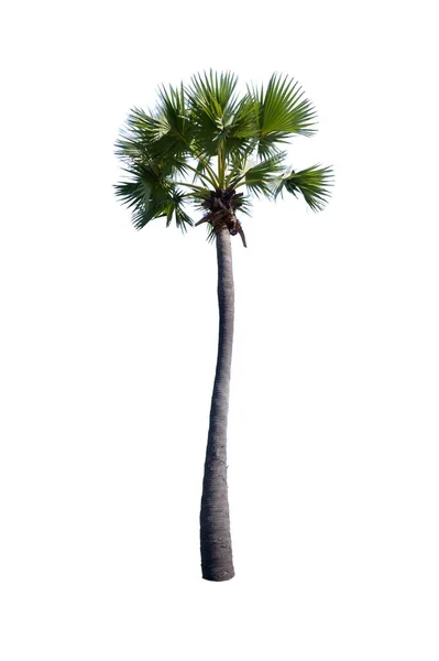 Пальма Ізольована Білому Тлі — стокове фото