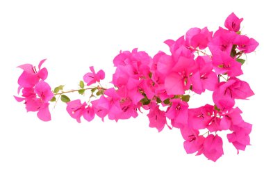 Beyaz arka plan üzerinde izole pembe Begonviller çiçek.