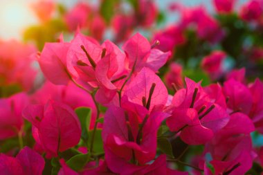 Gün batımında Pembe Bougainvillea çiçeği.