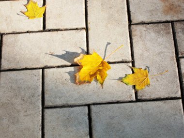 Asfaltın arka planında sarı akçaağaç yaprakları