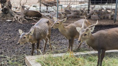 Endonezyalı geyiklerden birinin adı Rusa Bawean ya da Axis Kuhlii. Geyik kameraya bakıyor