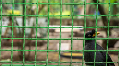 Leş kargası (Corvus corone) ağların arkasına tünemiş siyah kuş