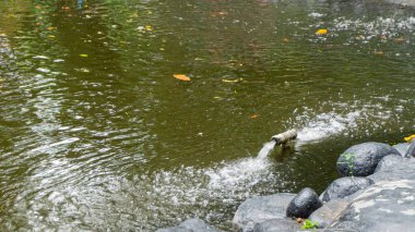 Sirkülasyonu korumak için borudan su fışkırıyor.