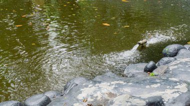 Sirkülasyonu korumak için borudan su fışkırıyor.