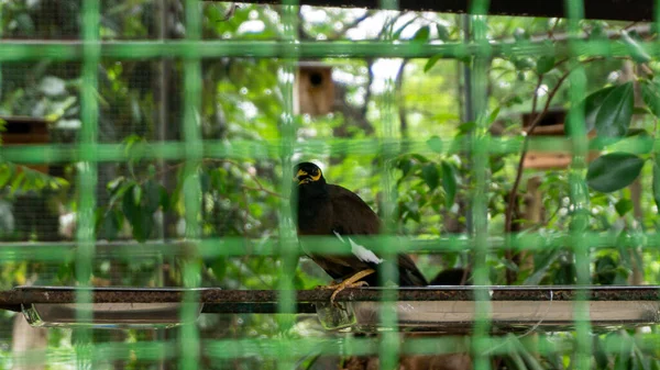 Черная Птица Carrion Crow Corvus Corone Сидела Сеткой Глядя — стоковое фото