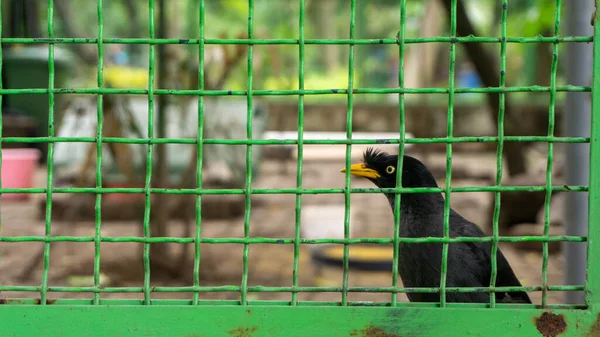Corvus Corone 黑鸟栖息在网眼后面 — 图库照片