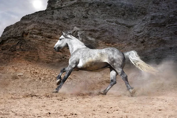 暗い岩山を背景に白い馬を止められない走り — ストック写真