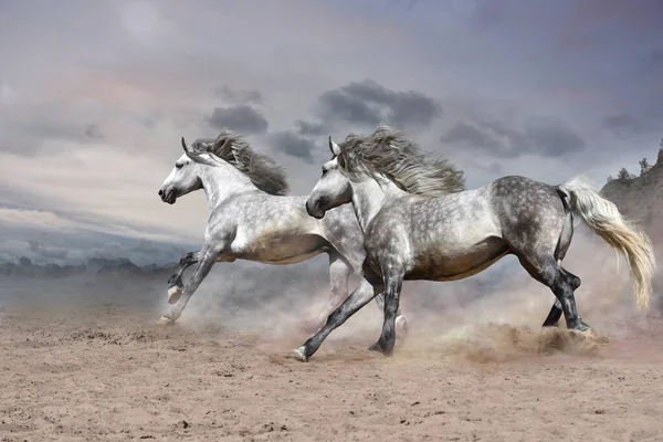 悲観的な砂漠の山岳地帯の中で2頭の美しい白い馬が — ストック写真