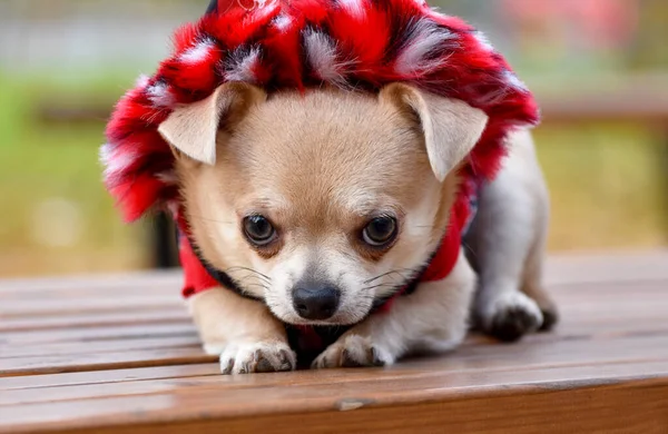 Een Kleine Droevige Hond Chihuahua Puppy Ligt Alleen Een Bankje — Stockfoto