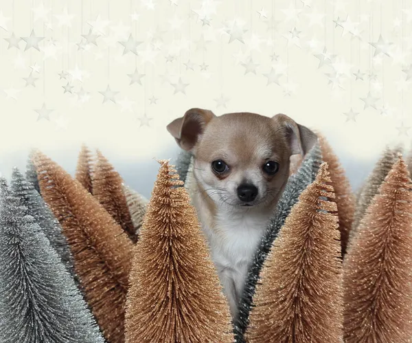 Kleiner Entzückender Chihuahua Hund Der Zwischen Den Glänzenden Neujahrsbäumen Lugt — Stockfoto