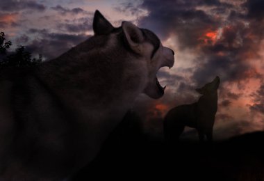 in the gloomy atmosphere under the dim moon, the mournful song of the wolf pack is carried far away 