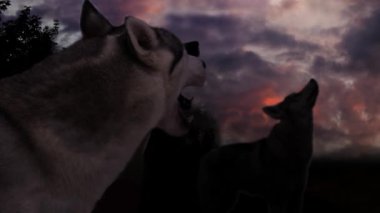 video footage with a pack of howling wolves on the background of a gloomy night sky 