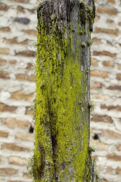 Artistic yellow lichen and  spanish moss (Tillandsia usneoides) on an old wooden post (wood stake). Choconta, Cundinamarca, Colombia.